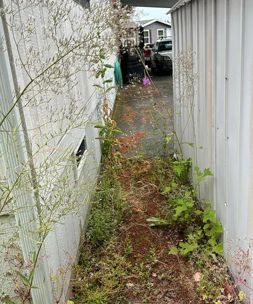 Landscaping Maintenance in Ballard 